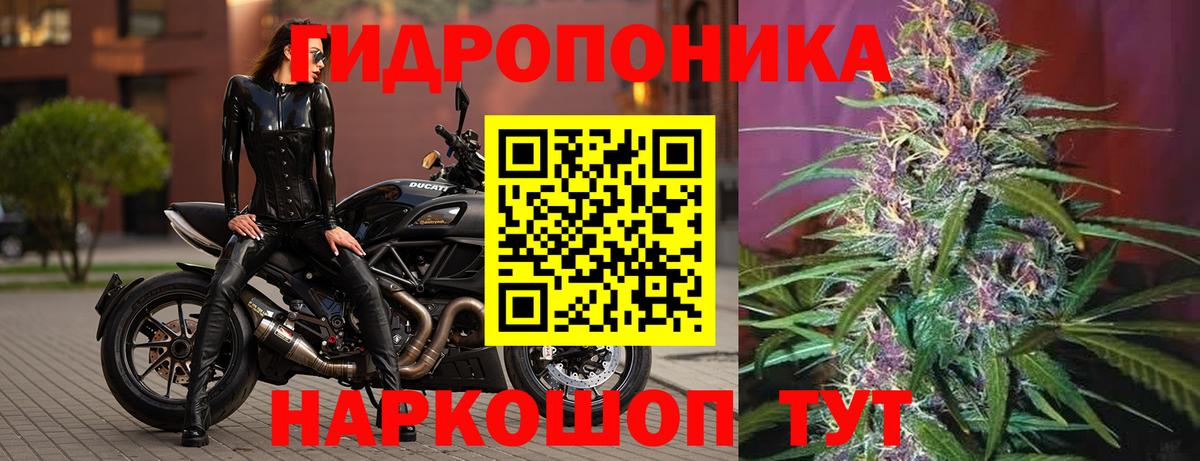 Канабис OG Kush Курчалой